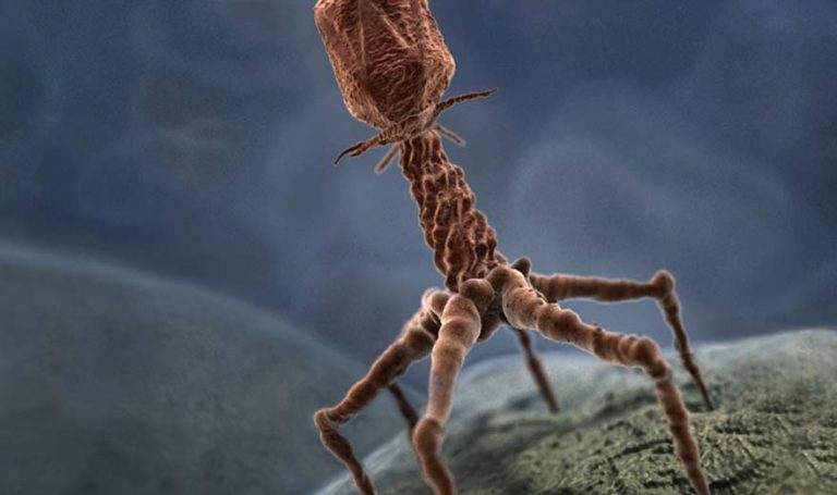 Un bactériophage en 3D