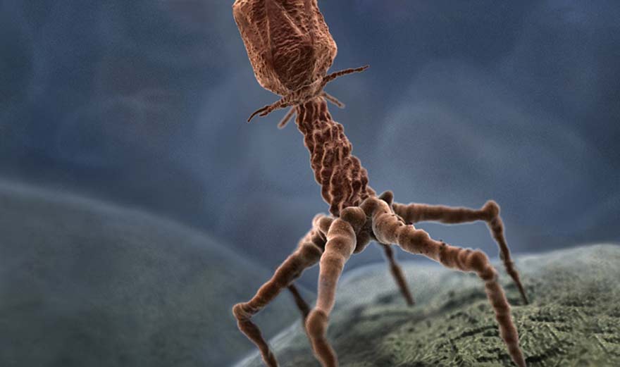 Un bactériophage en 3D