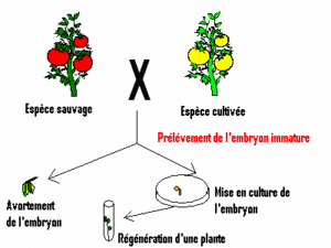projet_biotechno