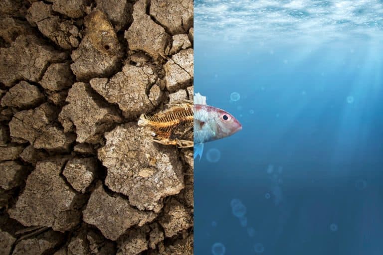 changement climatique : un poisson entre mer et sécheresse