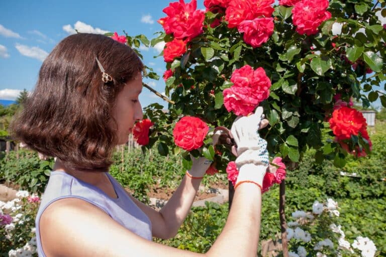 bouturer les rosiers
