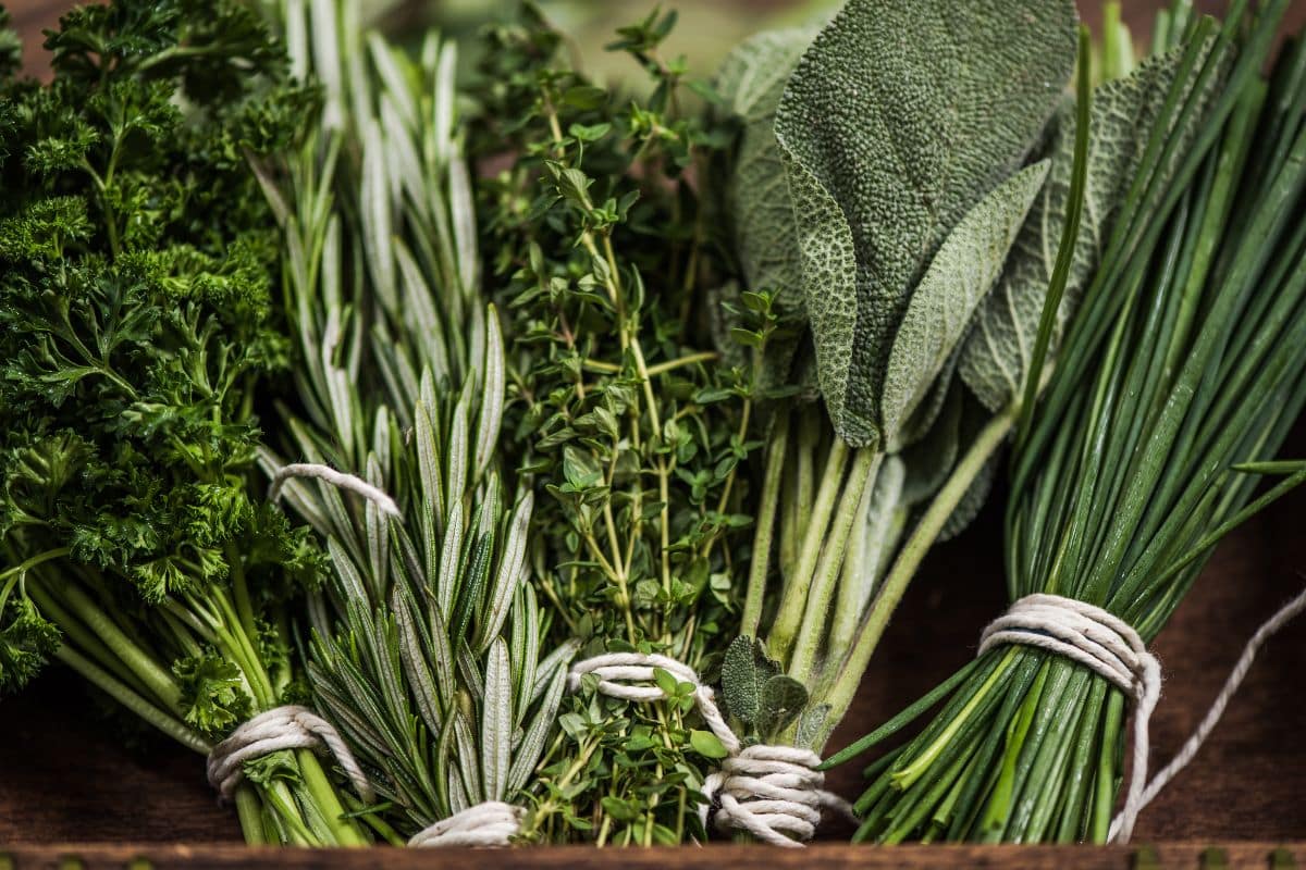 garder vos herbes fraîches