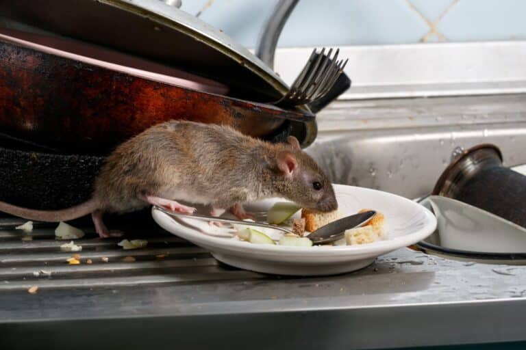 méthode naturelle contre les rats