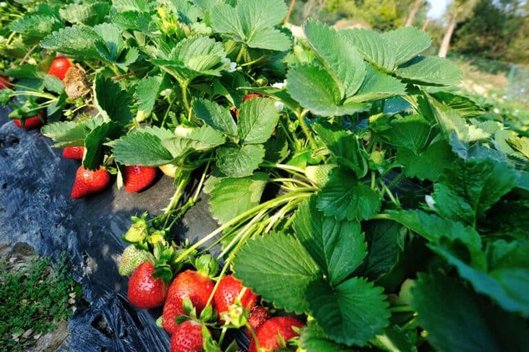 multiplier vos fraisiers à partir d’une seule fraise