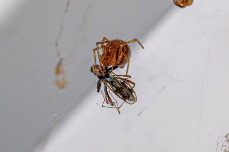 petites araignées de maison
