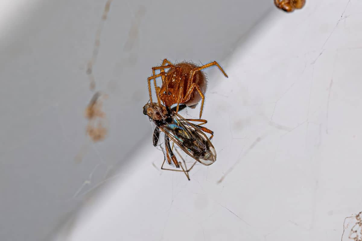 petites araignées de maison