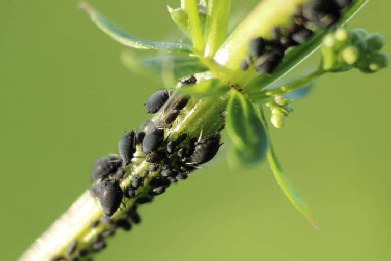 plante maline à installer dans votre jardin