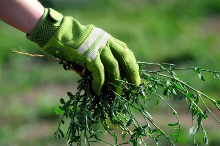 plante miracle contre les mauvaises herbes