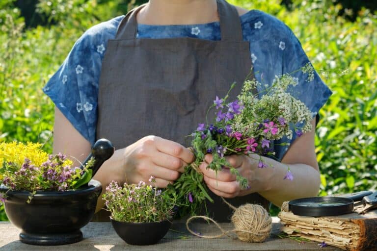 plante sorcières