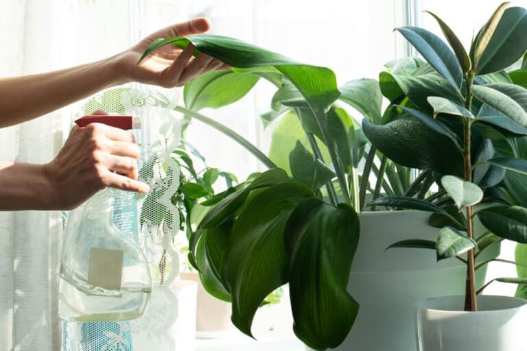 plantes seules 15 jours grâce à cette astuce d’arrosage