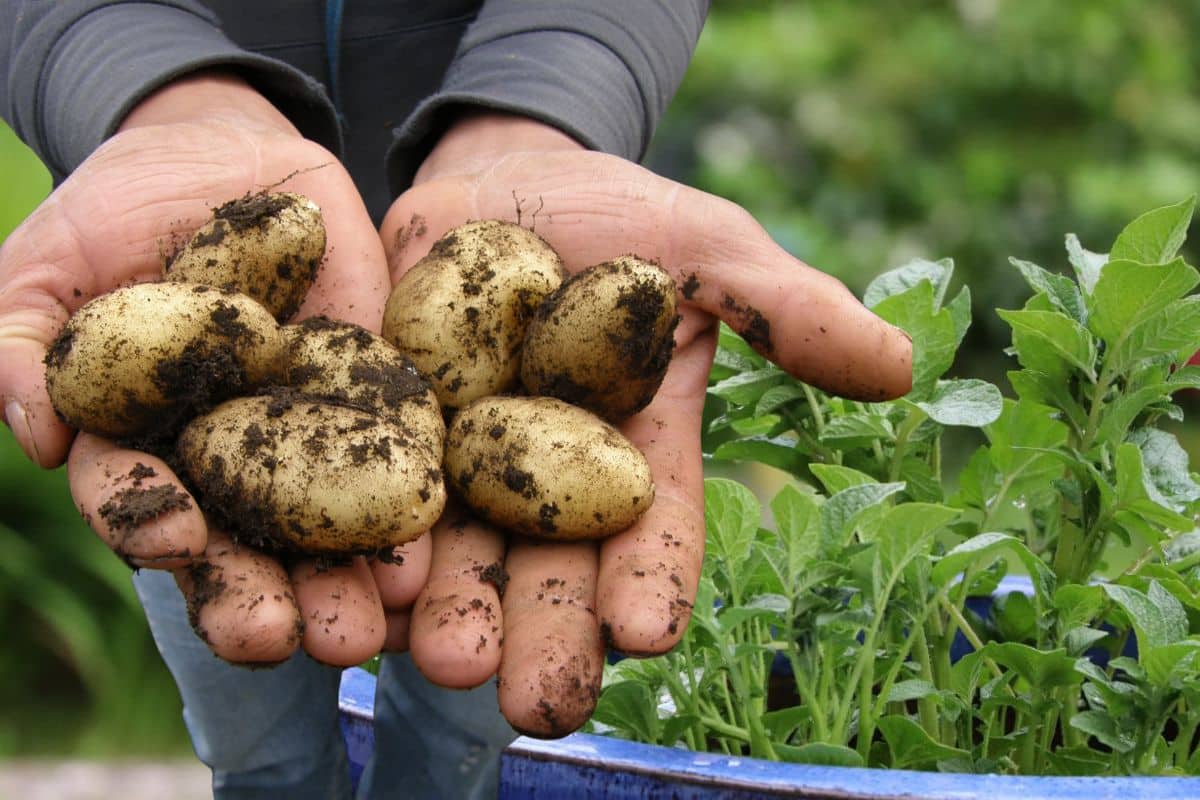 technique pour cultiver vos propres pommes de terre