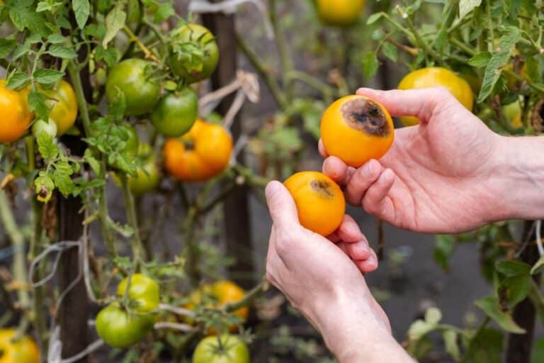 tomates ont le « cul noir »