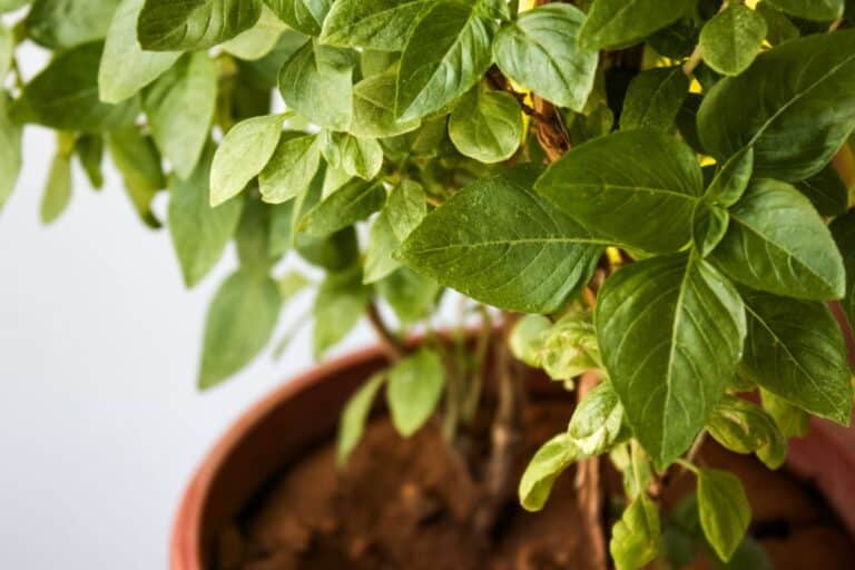 basilic en pot