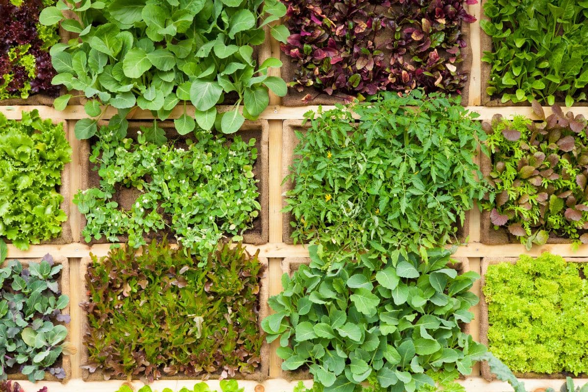 carré potager auto fertile