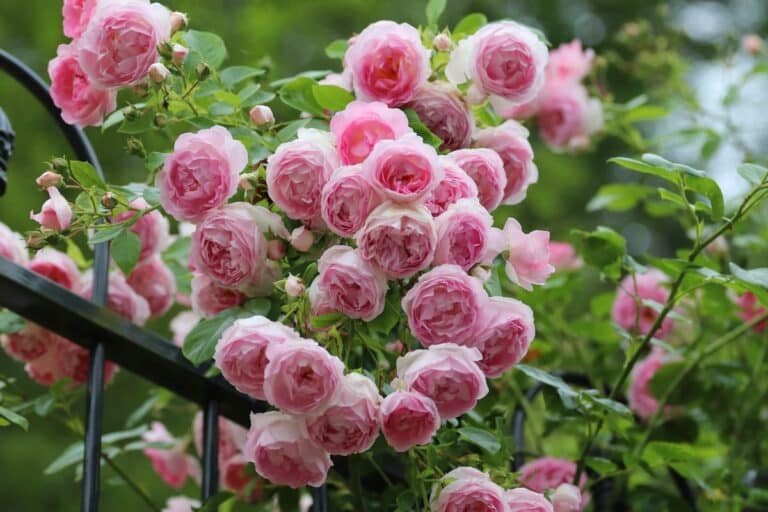 éloigne les pucerons des rosiers