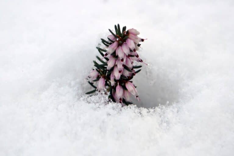 plantes à éviter absolument avant la fin des gelées