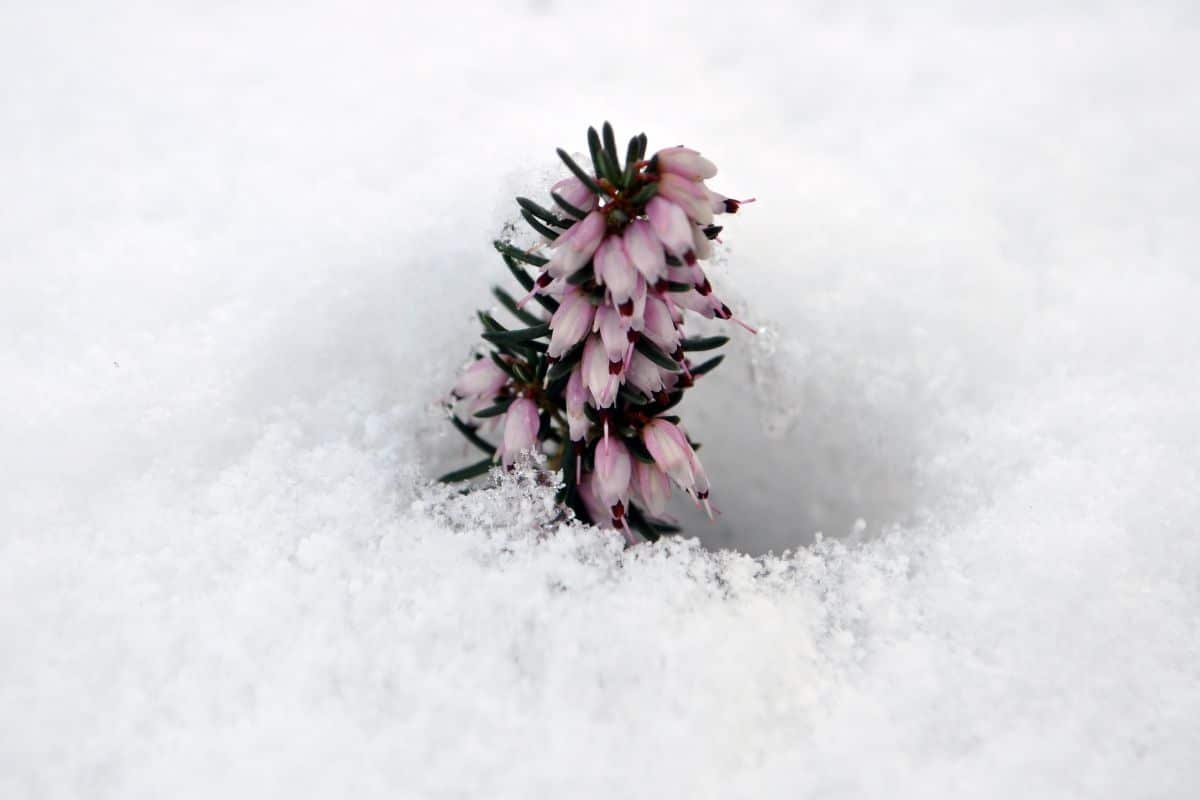 plantes à éviter absolument avant la fin des gelées