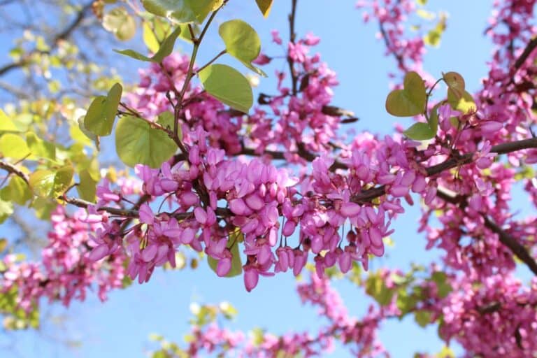 renaître la floraison des arbres fruitiers