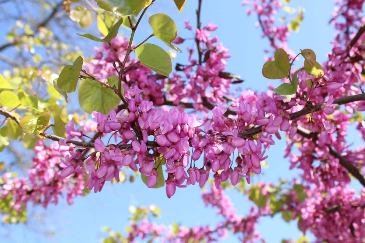 renaître la floraison des arbres fruitiers