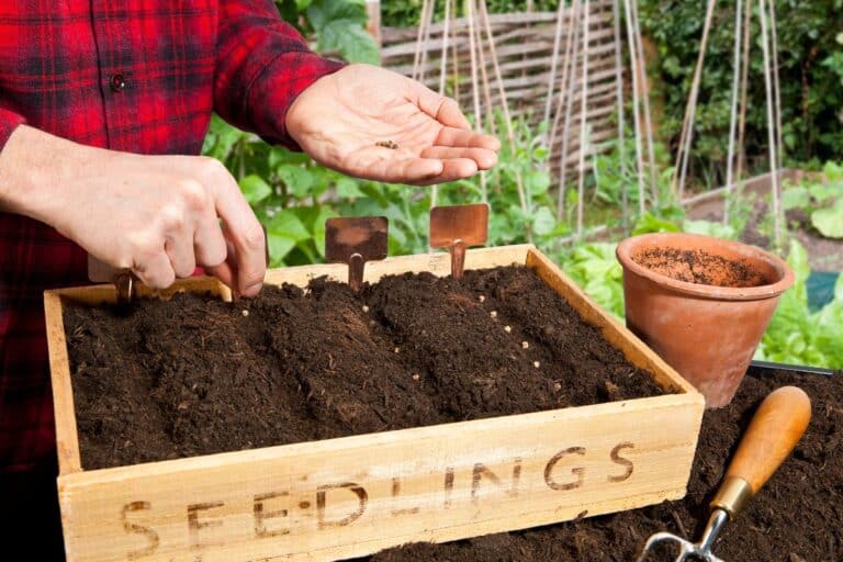 semer ces légumes en mai