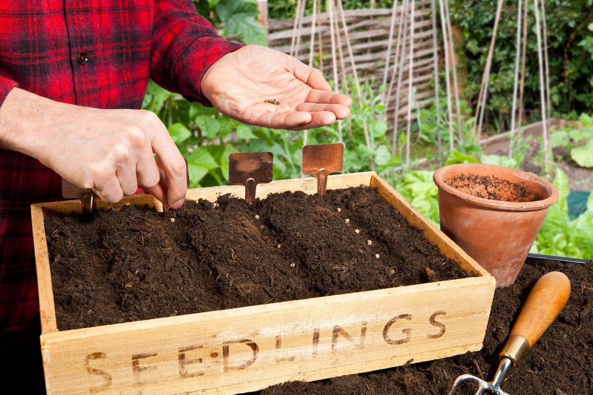 semer ces légumes en mai