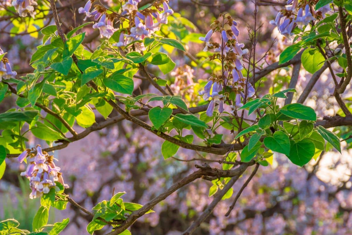 arbre pousse aussi vite