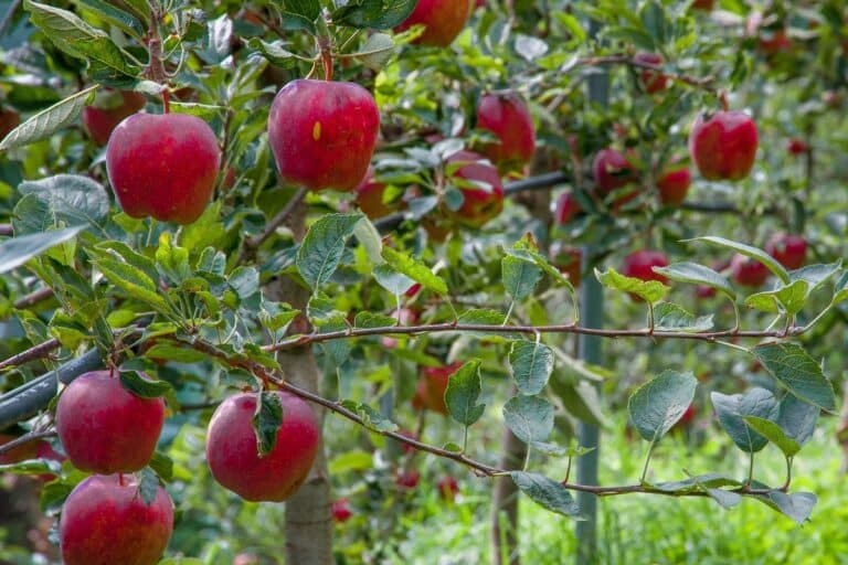 booster la douceur de vos pommes cet été