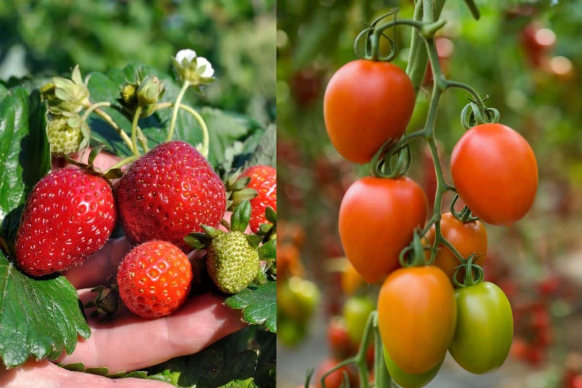 booster la récolte de vos fraises et tomates