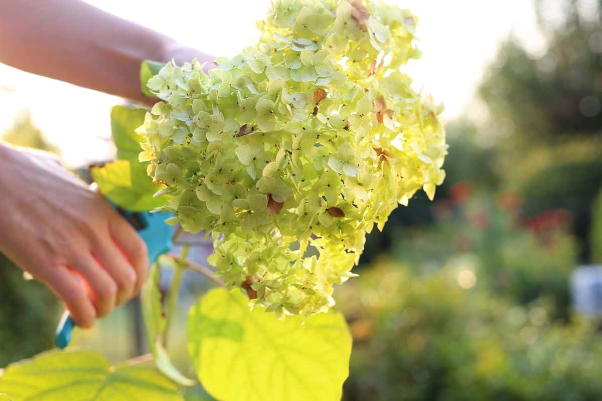 bouture d’hortensia