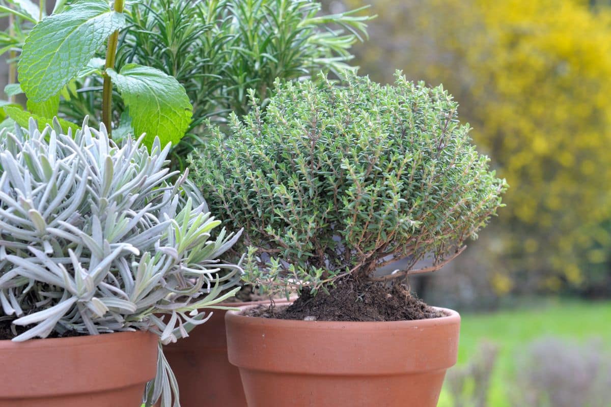 jardin en oasis parfumée