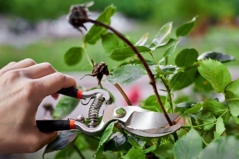 juin, le mois décisif pour vos rosiers