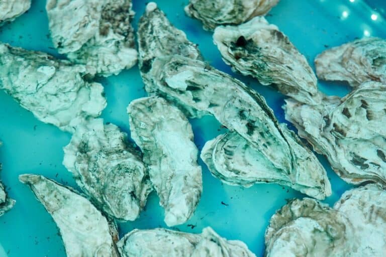 laboratoire français tente d'adapter les huîtres à