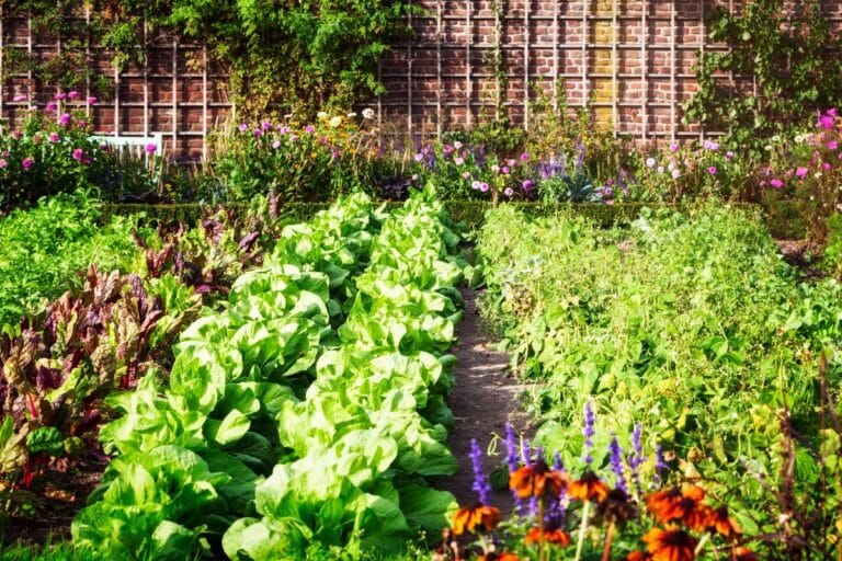 légumes vraiment originaux