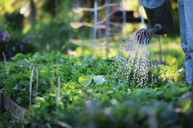 l’impact de l’agriculture biologique sur l’environnement