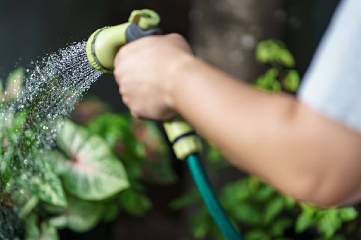 mauvaise habitude de beaucoup de jardiniers
