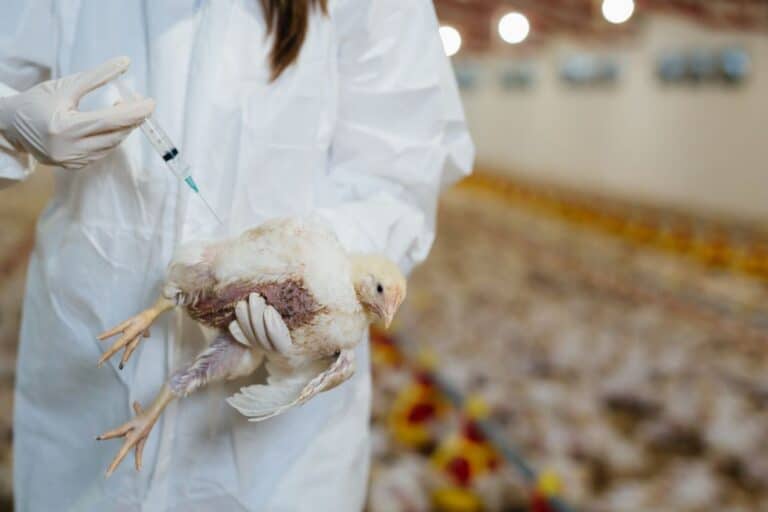 modification des gènes des poulets