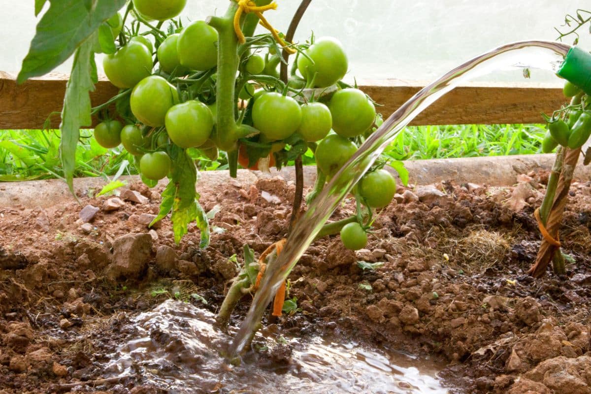 n’arrosez surtout pas vos tomates comme ça