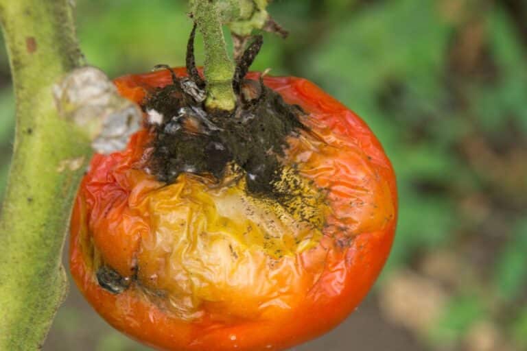 plants de tomate souffrent