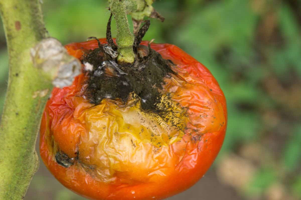 plants de tomate souffrent