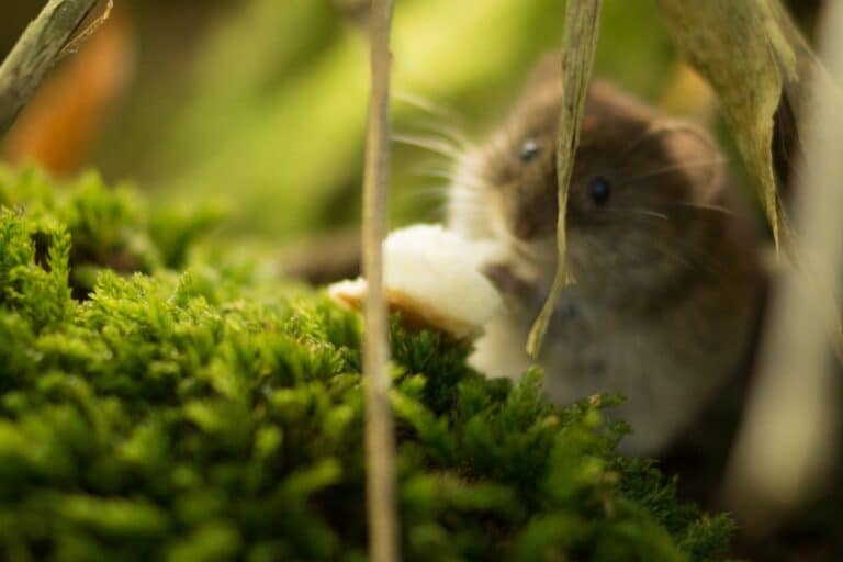 rats et plante magique à cultiver