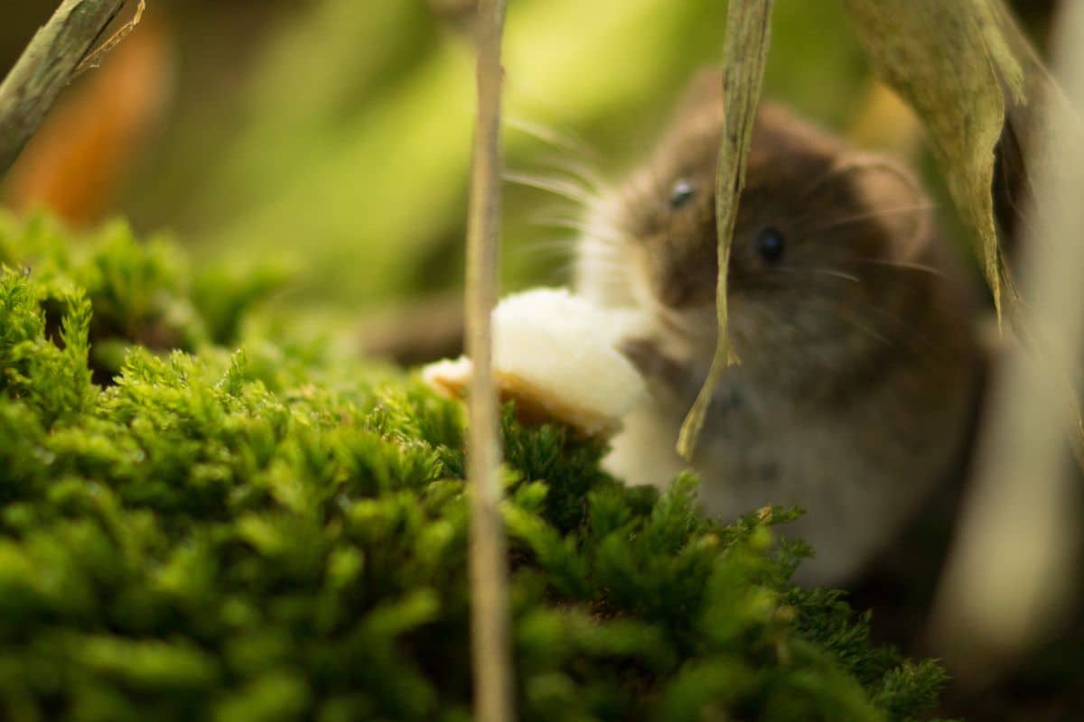 rats et plante magique à cultiver