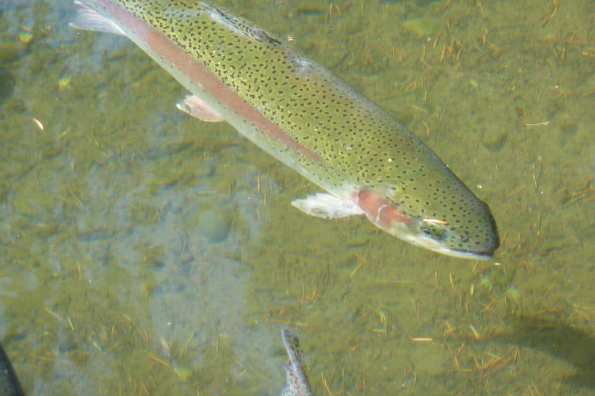 réchauffement des cours d'eau menace les truites