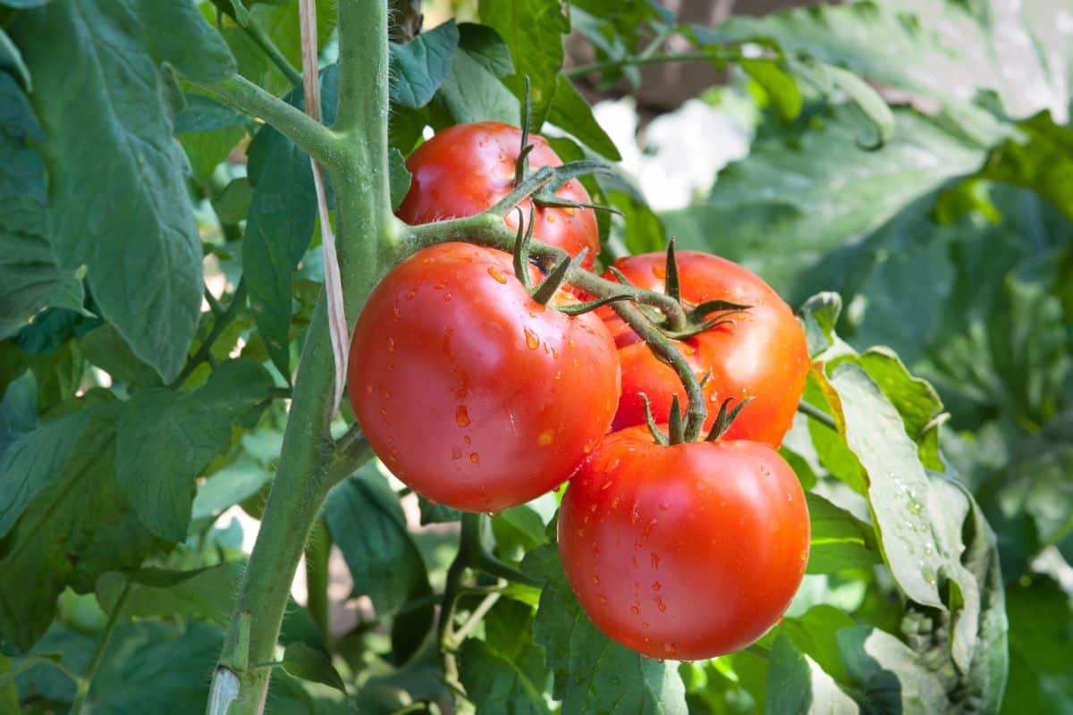 réussir la culture des tomates