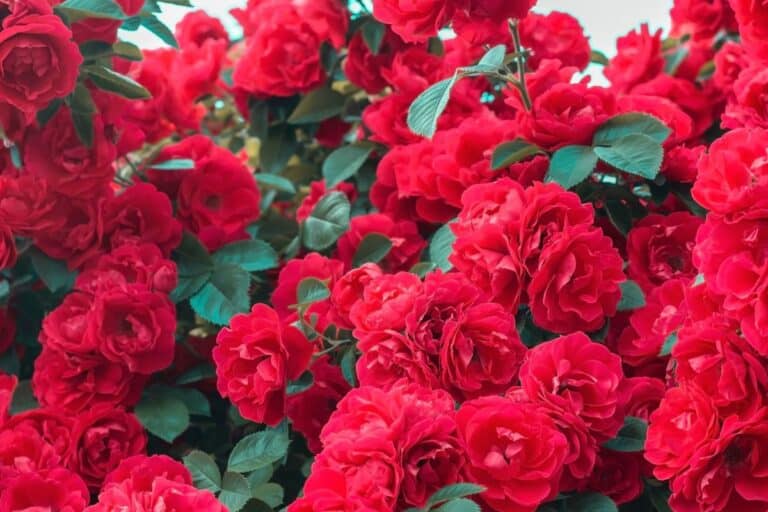 rosiers nouvelle génération