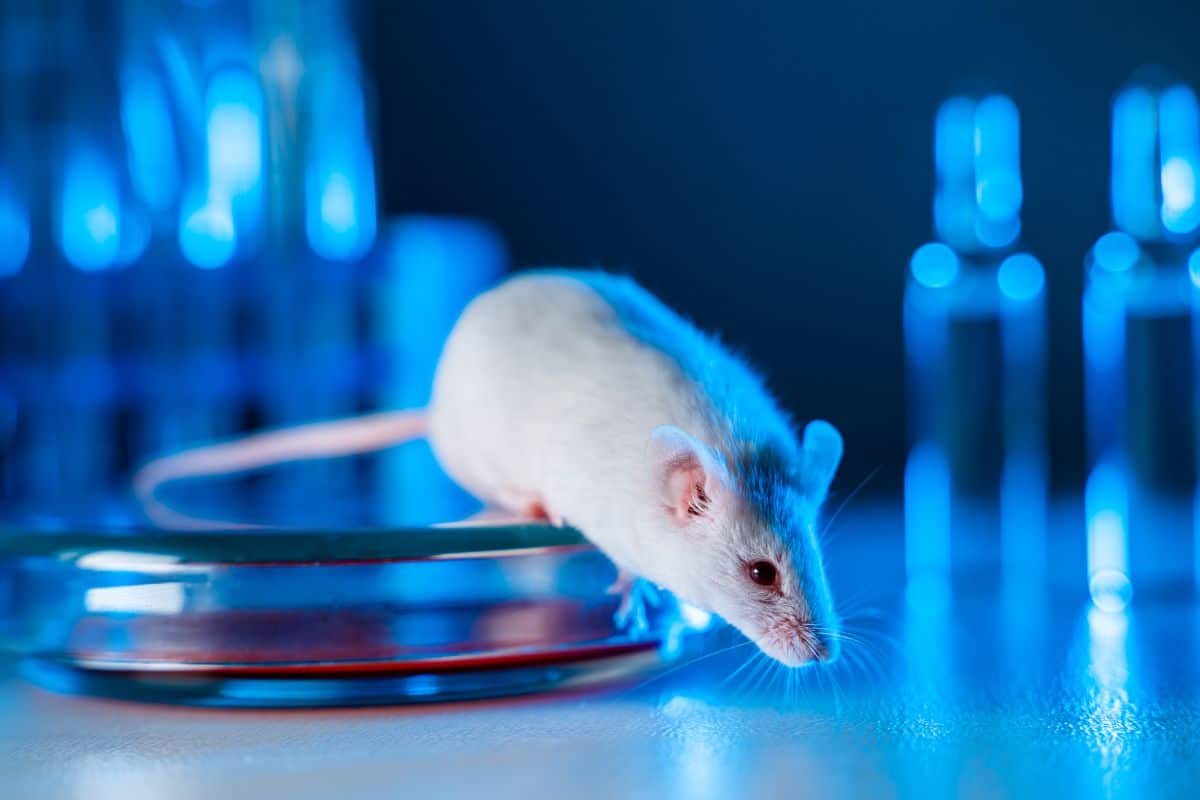 transformer une souris mâle en femelle