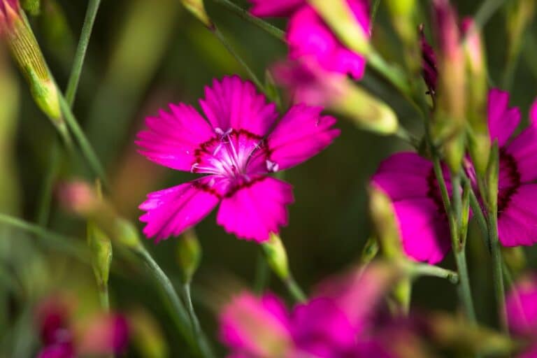 vivace ancienne s’impose comme la star des jardins