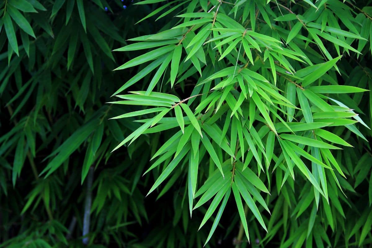 attention si vous achetez cette plante pour votre jardin