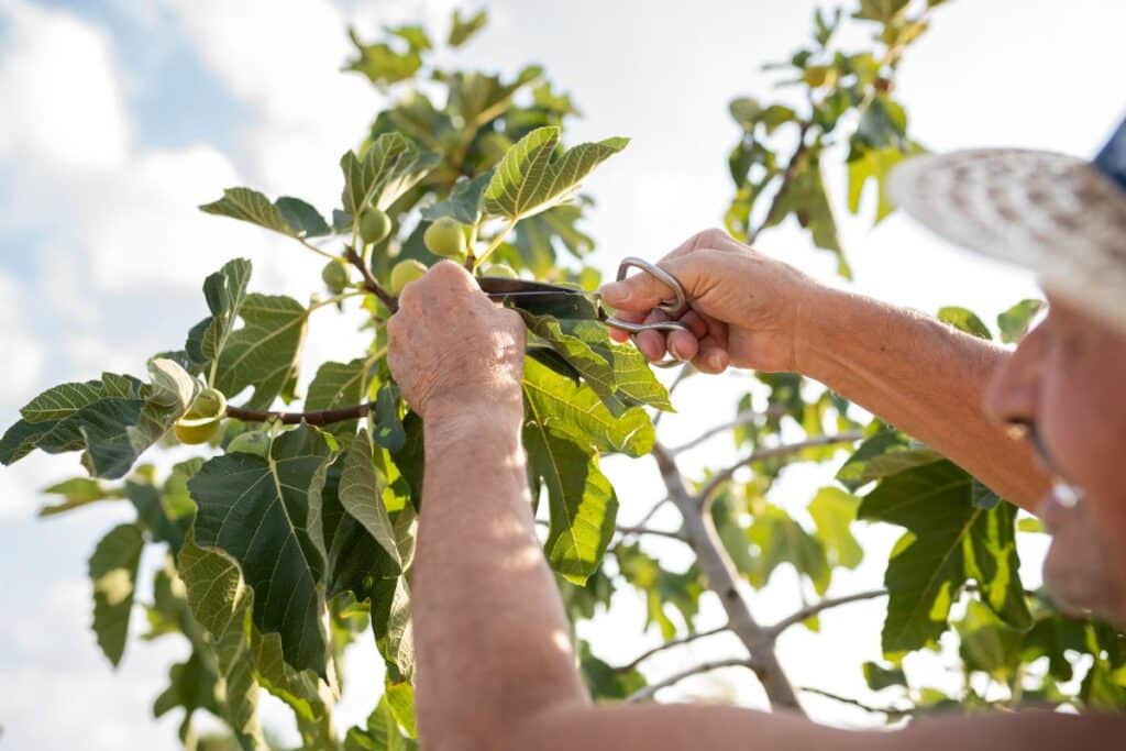 Cette méthode de bouturage choc permet à votre figuier de s’enraciner même par 40 degrés, elle fait le buzz