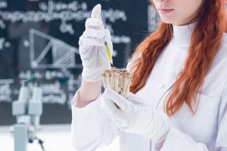 champignons bio