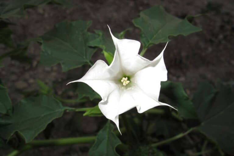 fleur est interdite et doit disparaître de votre jardin
